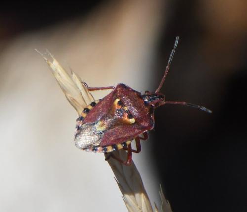 Réf. 261 961 : Codophila varia